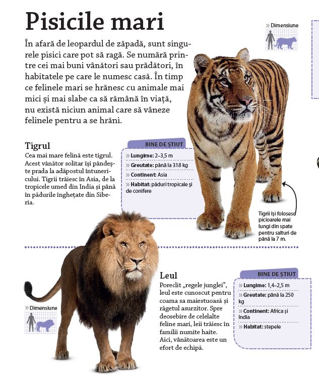 ÎNVAȚĂ! Felinele mari
