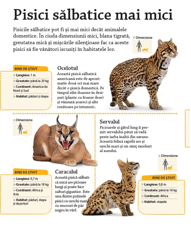 ÎNVAȚĂ! Felinele mari
