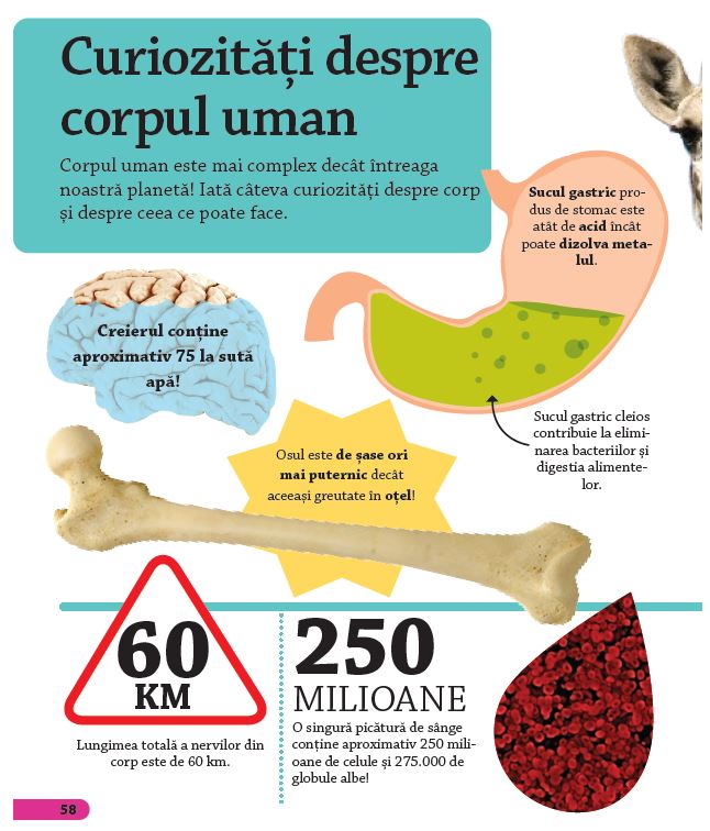 ÎNVAȚĂ! Corpul Uman